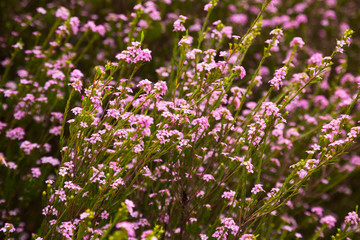 Obraz premium coleonema pulchellum pink flowers