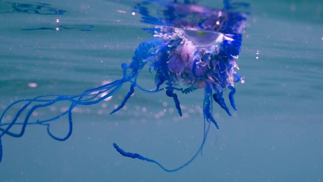 Bluebottle, also known as the portuguese man of war. 