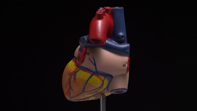 Human heart anatomy model rotating. Human anatomical internal structure of the organ.