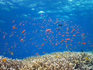 Fototapeta na wymiar 沖縄　サンゴ礁とカラフルな熱帯魚