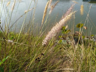 Cenchrus ciliaris, buffel grass, pond background