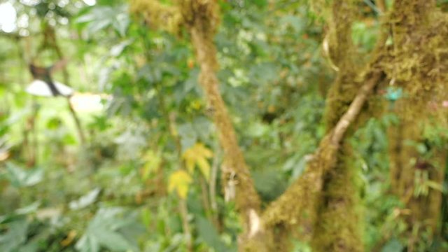 Hummingbird slow-motion: Velvet-purple Coronet (Boissonneaua jardini), hovering. Near Mindo on the western slopes of the Andes, Ecuador.