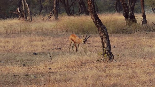 Chinkara (Gazella bennettii), also known as the Indian gazelle, is a gazelle species native to Iran, Afghanistan, Pakistan and India. Ranthambore National Park Sawai Madhopur Rajasthan India