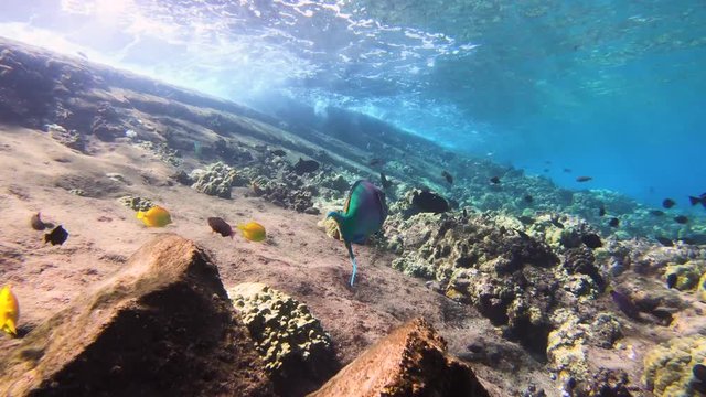 Under Water View Of Tropical Fish At A Coral Reef