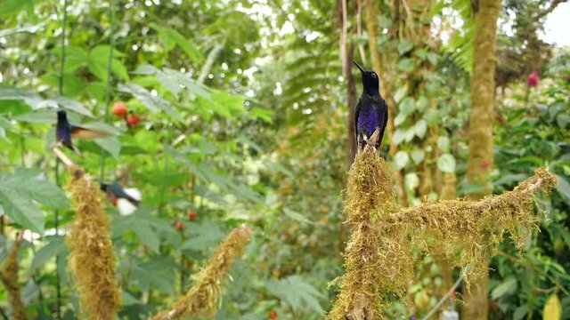 Velvet-purple Coronet (Boissonneaua jardini) hummingbird flying to its perch in slow motion. In humid montane rainforest on the western slopes of the Andes near Mindo, Ecuador 
