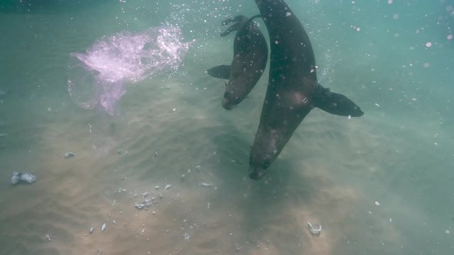 Seals swim around single use plastic bags