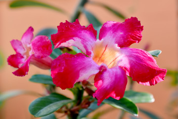 Azalea flower on blur backgrounnd