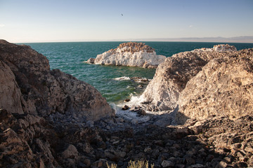 wild birds sitting on nests built on white cliff