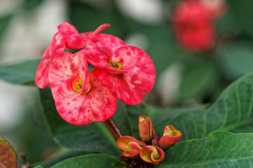 Fototapeta premium crown of thorns - Euphorbia milii pink flowers