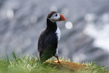 Naklejka premium Close up/detailed portrait view of head of Arctic or Atlantic Puffin bird with orange beak. White background. Latrabjarg cliff, Westfjords, Iceland