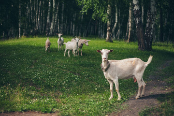 Obraz na płótnie Canvas goat grazing in a green meadow. small cattle eat grass. animals close up. Concept of meat products, agriculture, life in nature, organization for the protection of animals