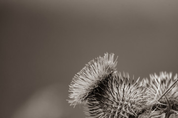 Spear thistle [Cirsium vulgare], which may cause contact dermatitis in humans