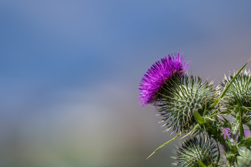 Spear thistle [Cirsium vulgare], which may cause contact dermatitis in humans