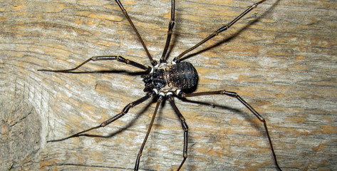 Scary and creepy spider with long legs in the house. The spider's head in close-up photography. Spider crawls around the house.