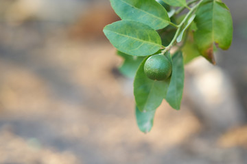 Lemon on branch of tree in garden with leaves with copy space