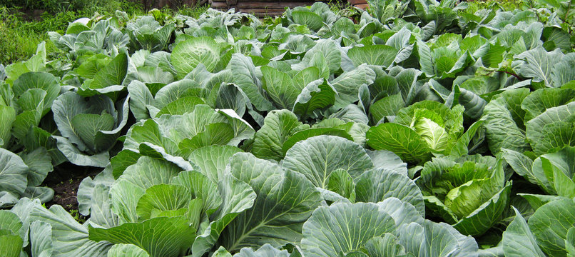 Growing cabbage in the garden. Proper and healthy nutrition for humans. Of natural vegetables. The cultivation of cabbage. Organic food. Agriculture.