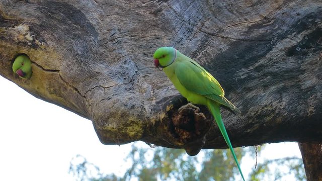 Rose-ringed parakeet Psittacula krameri, also known as the ring-necked parakeet, is a medium-sized parrot in the genus Psittacula, of the family Psittacidae. Ranthambore National Park Rajasthan India