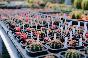 rows of plants in a greenhouse