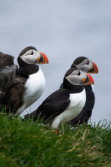 Close up/detailed portrait view of group of Arctic or Atlantic Puffins bird with orange beaks. Blue water color background. Latrabjarg cliff, Westfjords, Iceland. Popular tourist attraction in summer.