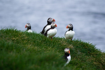 Naklejka na ściany i meble Close up/detailed portrait view of group of Arctic or Atlantic Puffins bird with orange beaks. Blue water color background. Latrabjarg cliff, Westfjords, Iceland. Popular tourist attraction in summer.