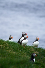 Close up/detailed portrait view of group of Arctic or Atlantic Puffins bird with orange beaks. Blue water color background. Latrabjarg cliff, Westfjords, Iceland. Popular tourist attraction in summer.