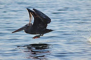 Pelican flying over the sea on the beach of Algarrobo, central coast of Chile