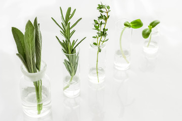 Fototapeta na wymiar Healing herbs in glasses on white background copy space