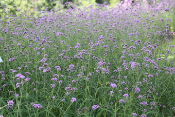 Naklejka premium Small purple flowers on background