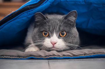 British shorthair cat hiding under the quilt and looking out