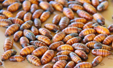 Close up of silk worms. Silk fabric making process. Life cycle of butterfly