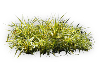 Decorative variegate grass  on white Background