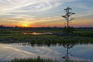 Plakat Louisiana Swamp sunset silhouette and reflections