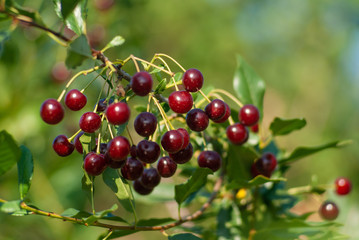 A branch of felt cherry with ripe berries. Selective focus