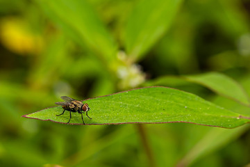 fly on leaf