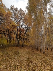 Fototapeta premium beautiful landscape with yellow trees in the autumn forest