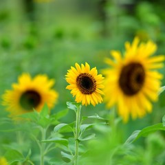 満開のひまわりの花