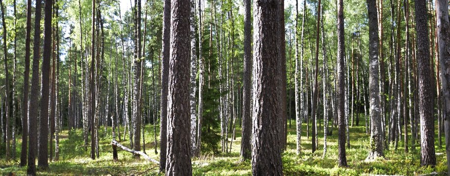 Panoramic photo. Bright, rich, green summer (spring) forest. A lot of thin tree trunks.