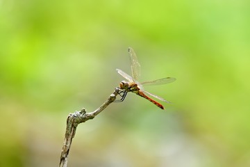 お気に入りの枝でくつろぐ赤とんぼ