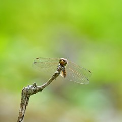 お気に入りの枝でくつろぐ赤とんぼ