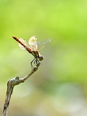 お気に入りの枝でくつろぐ赤とんぼ