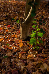 枯れ葉と日差し