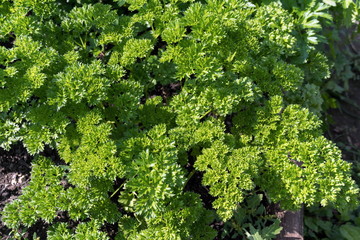 Top view of curly parsley (lat. Petroselinum crispum) in the garden in the summer.