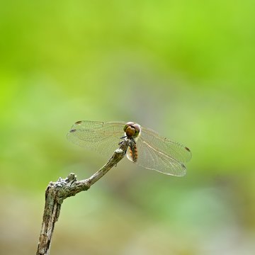 赤とんぼ の画像 8 434 件の Stock 写真 ベクターおよびビデオ Adobe Stock
