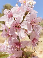 Fototapeta premium cherry blossom