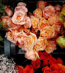 Background image of pink roses