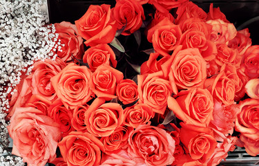 Background image of pink roses