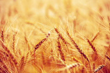 Fototapeta premium Golden wheat field at sunset. Beautiful nature