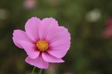 秋桜