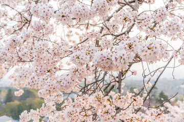 close up marco full bloom cherry blossom beauiful Sakura tree at japan cherry blossom  forecast pink asian flower perfect season to travel and enjoy japanese culture idea long weekend holiday relax