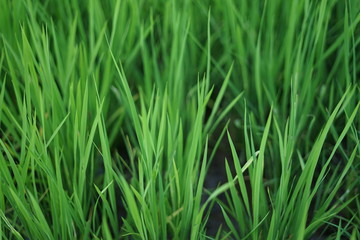 Fototapeta na wymiar Fresh green young rice plant grass background